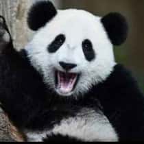 wongcy5489